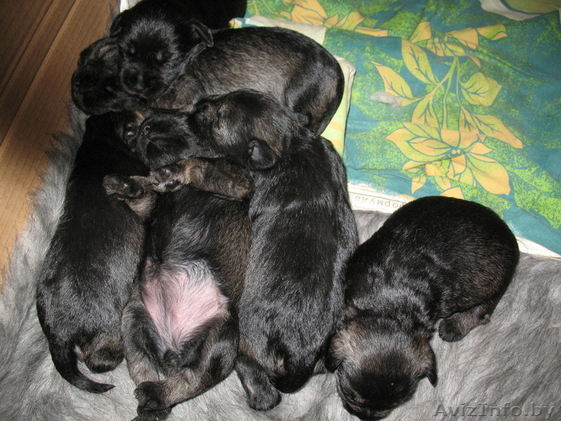 Цвергшнауцер, щенки - Изображение #1, Объявление #612255