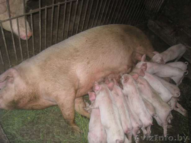 Поросята, Ландрасы, 7-8 недель - Изображение #1, Объявление #1170544