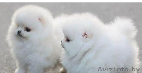 Курносые девочки и мальчики померанского шпица - Изображение #1, Объявление #1192140
