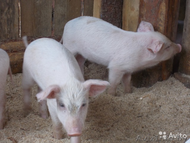 поросята белые продам - Изображение #1, Объявление #1309882