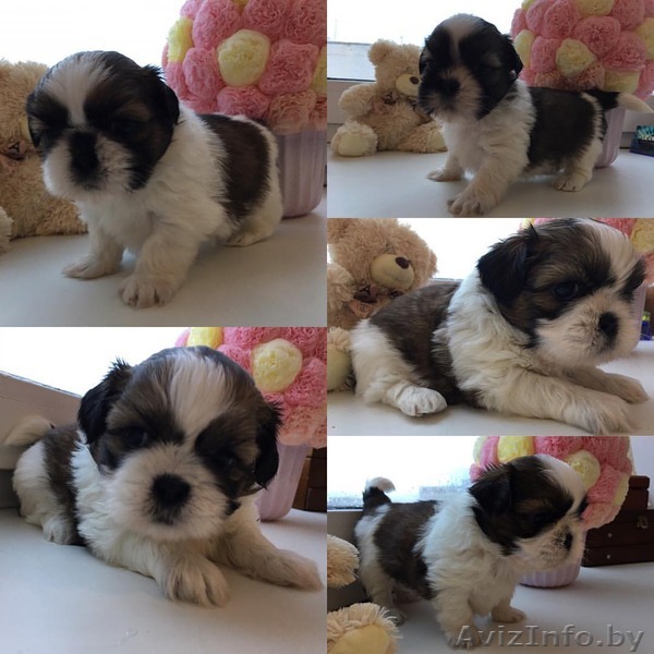 Продаютсячудесных Щенки Ши-Тцу! - Изображение #1, Объявление #1517505