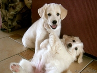 Продаются щенки, метисы лабрадора - Изображение #1, Объявление #16768