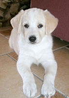 Продаются щенки, метисы лабрадора - Изображение #3, Объявление #16768