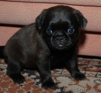 Брюссельский Бельгийский гриффоны и пти-брабансоны  - Изображение #4, Объявление #994374