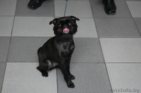 Брюссельский Бельгийский гриффоны и пти-брабансоны  - Изображение #3, Объявление #994374