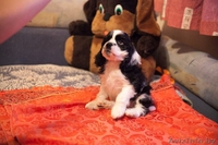  Американского кокер спаниеля - Изображение #1, Объявление #1026497