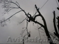 Удалить опасное дерево возле дома безопасно без автовышки. - Изображение #1, Объявление #1030456