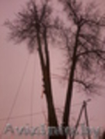 Удалить опасное дерево возле дома безопасно без автовышки. - Изображение #2, Объявление #1030456