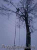 Удалим дерево в городских условиях без автовышки по частям - Изображение #3, Объявление #1030458