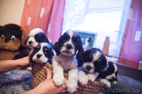  Американского кокер спаниеля - Изображение #3, Объявление #1026497