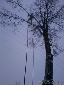 Обрезка деревьев (формовочная,  санитарная,  утилитарная).