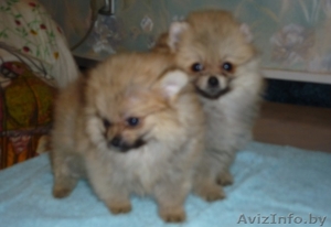 рыжие девочки шпиц предлагаются к продаже