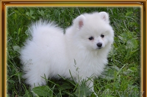 щеночки померанского шпица