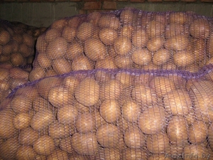 Картофель крупный !!!