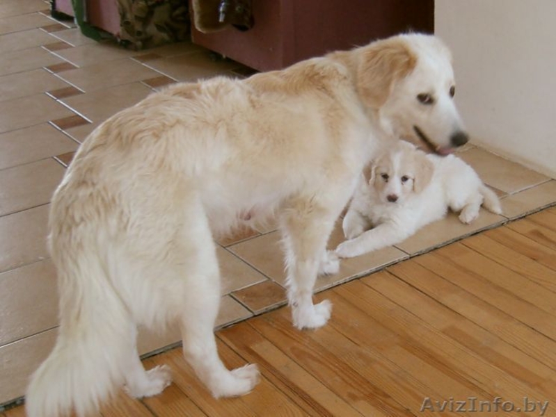 Продаются щенки, метисы лабрадора - Изображение #2, Объявление #16768