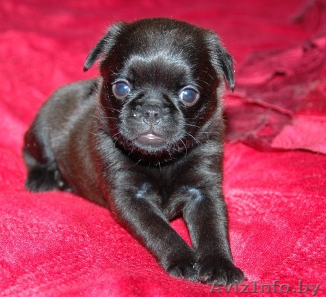 Брюссельский Бельгийский гриффоны и пти-брабансоны  - Изображение #5, Объявление #994374