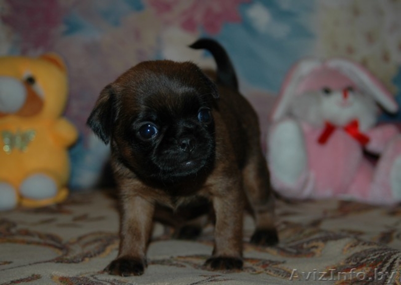 Брюссельский Бельгийский гриффоны и пти-брабансоны  - Изображение #1, Объявление #994374