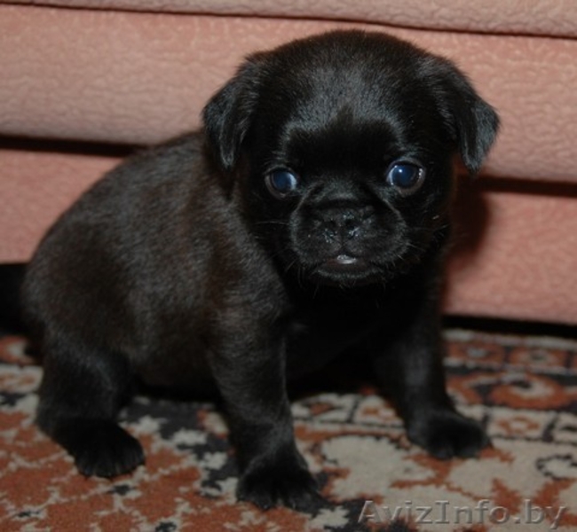 Брюссельский Бельгийский гриффоны и пти-брабансоны  - Изображение #4, Объявление #994374