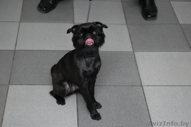 Брюссельский Бельгийский гриффоны и пти-брабансоны  - Изображение #3, Объявление #994374