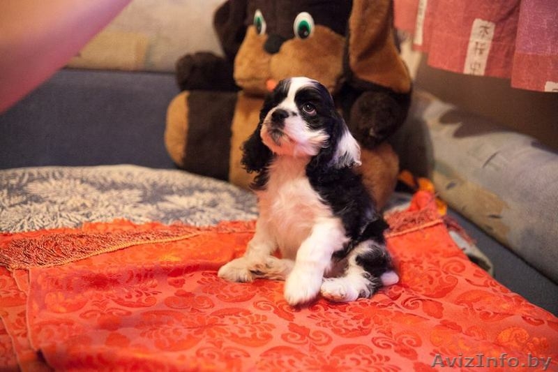  Американского кокер спаниеля - Изображение #1, Объявление #1026497