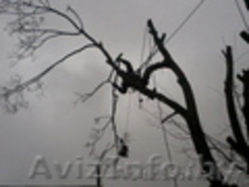 Удалим дерево в городских условиях без автовышки по частям - Изображение #1, Объявление #1030458