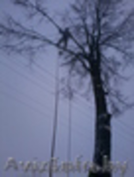 Удалим дерево в городских условиях без автовышки по частям - Изображение #3, Объявление #1030458