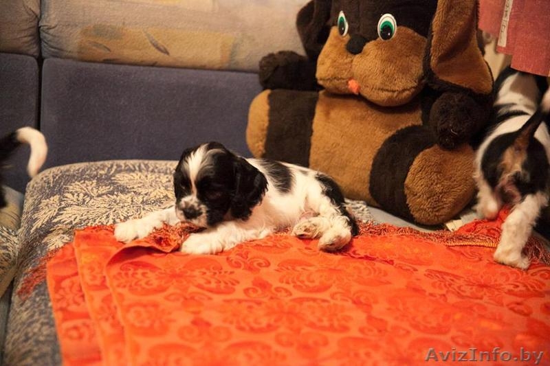  Американского кокер спаниеля - Изображение #2, Объявление #1026497